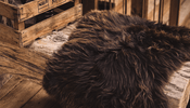 Forkæl dit hjem med et ægte engelsk lammeskind - Nordicsheep.dk